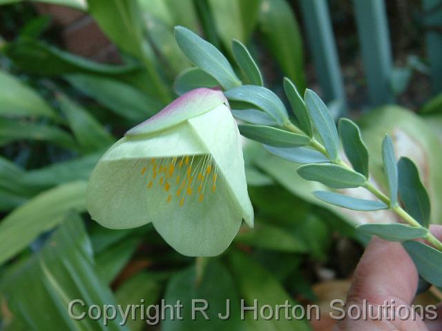 Pimelia Qualup Bell